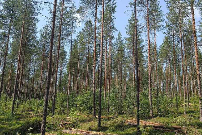 Mikä on yhteismetsä?