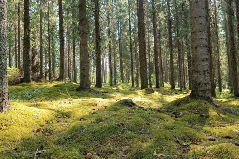 Metsä sukupolvenvaihdos