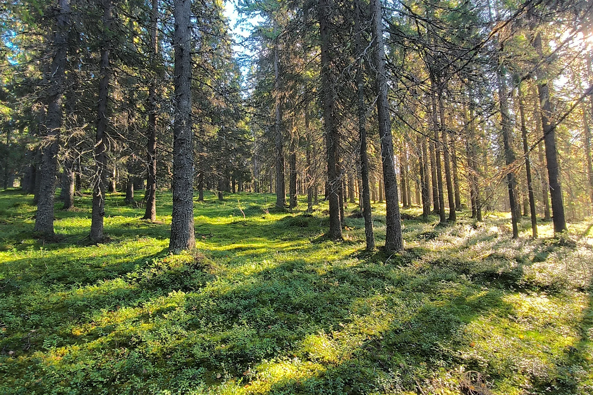Auringonsäteet kuusimetsässä