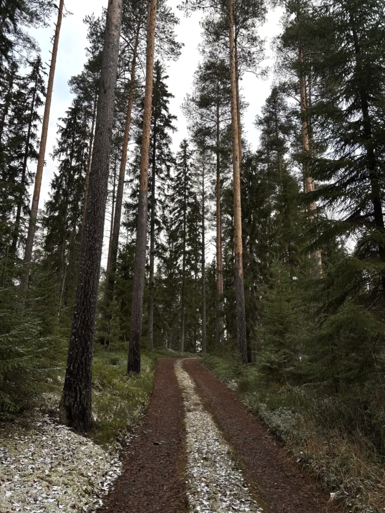 Yhteismetsän syksy 2025