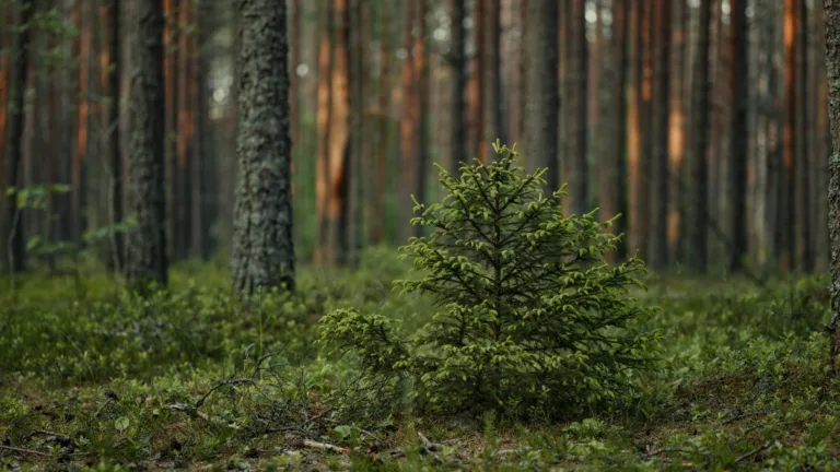 Tutkimus: yhteismetsä kannattavin metsänomistusmuoto