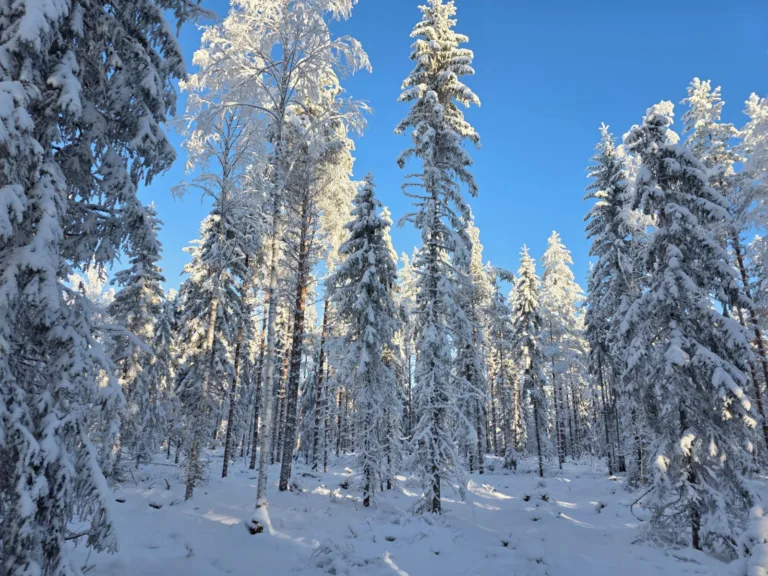 Ojitus tuottanut puuta Metsänhaltijan Yhteismetsän kohteella