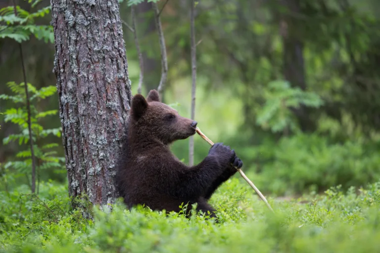 Murretaan ennakkoluuloja yhteismetsistä