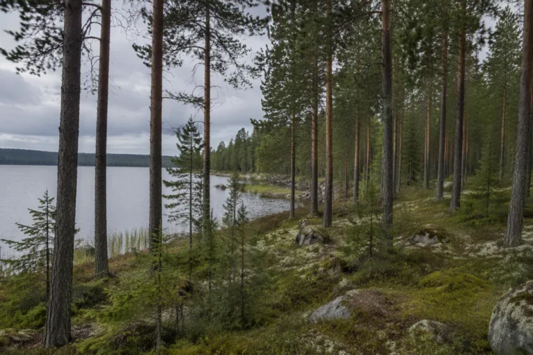 Sallan yhteismetsä – Tuotto, koko ja liittymisvaihtoehdot