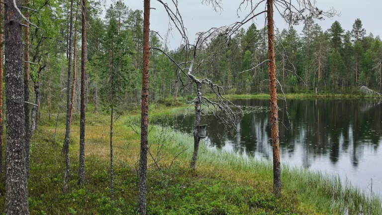 Miten yhteismetsäosuuksien hinnoittelu toimii?