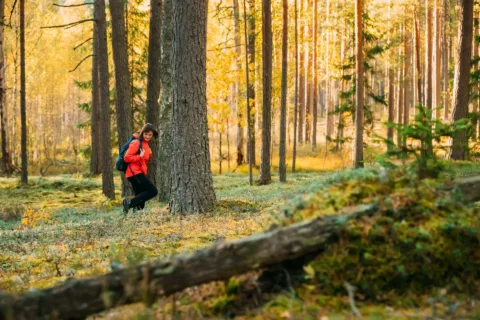 Metsänhaltijan Yhteismetsä