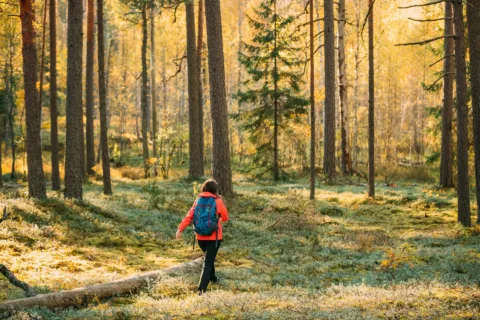 Metsänhaltijan Yhteismetsä