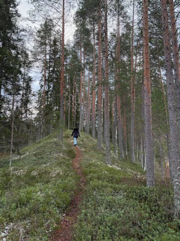 Metsänhaltijan Yhteismetsä