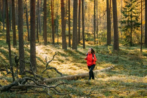 Metsänhaltijan yhteismetsä